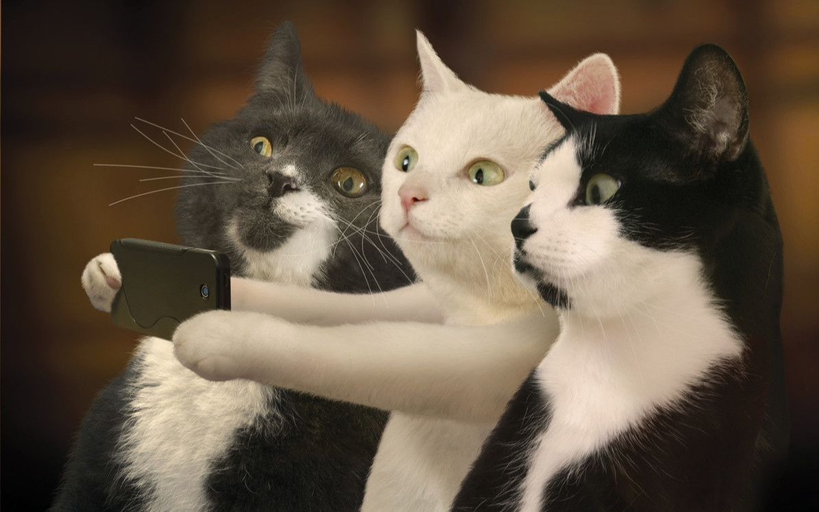 猫搞笑图片合集