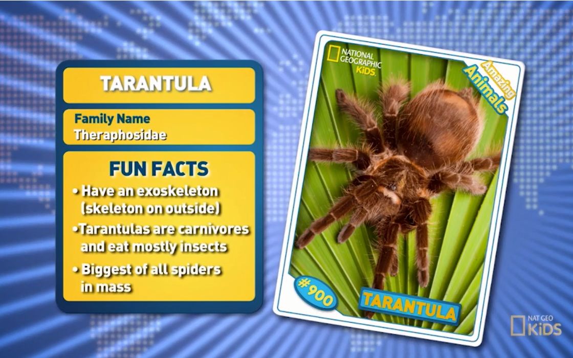 [图]Tarantula -Amazing Animals 神奇的动物