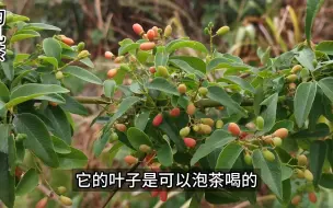 Download Video: 儿时的野果勾儿茶，叶子可以泡茶，根叫铁包金，是民间常用药草