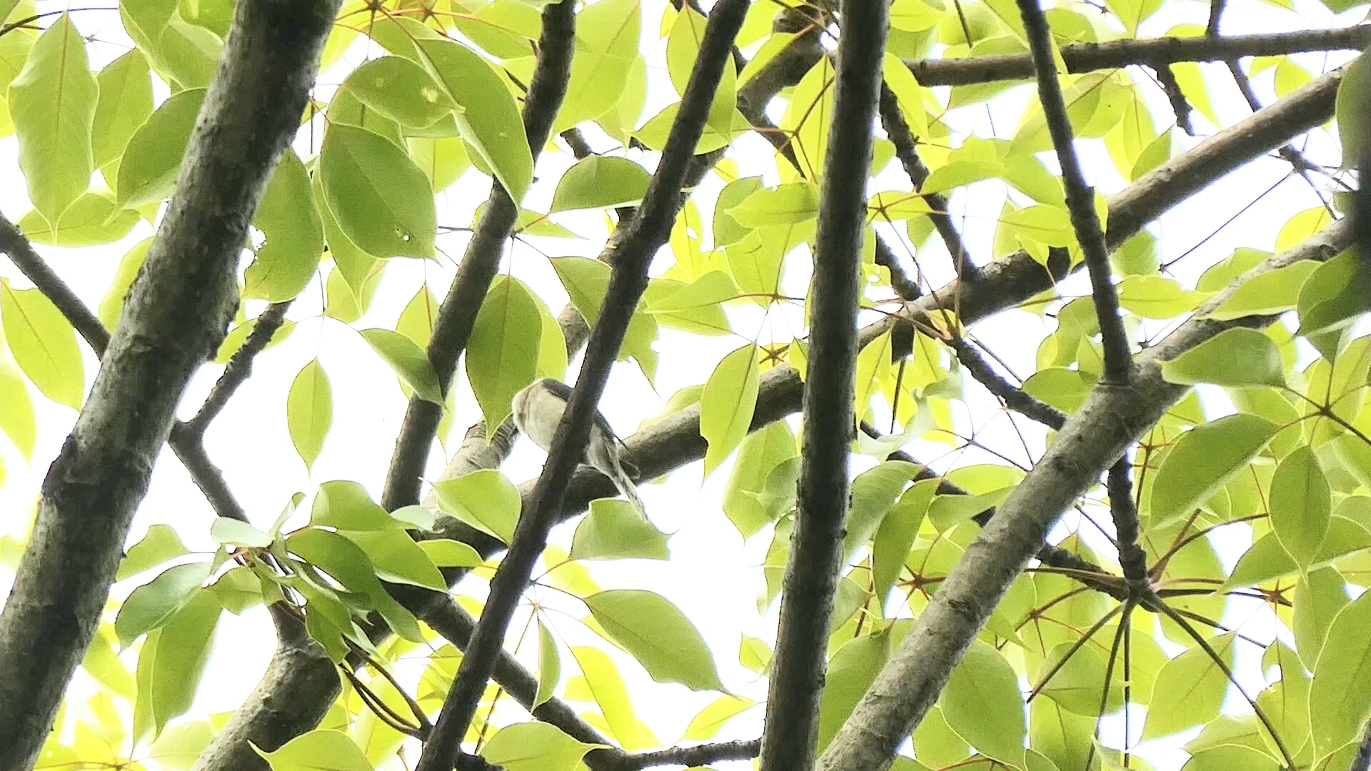 森林里的小灰山椒鸟在梳理羽毛 增新!