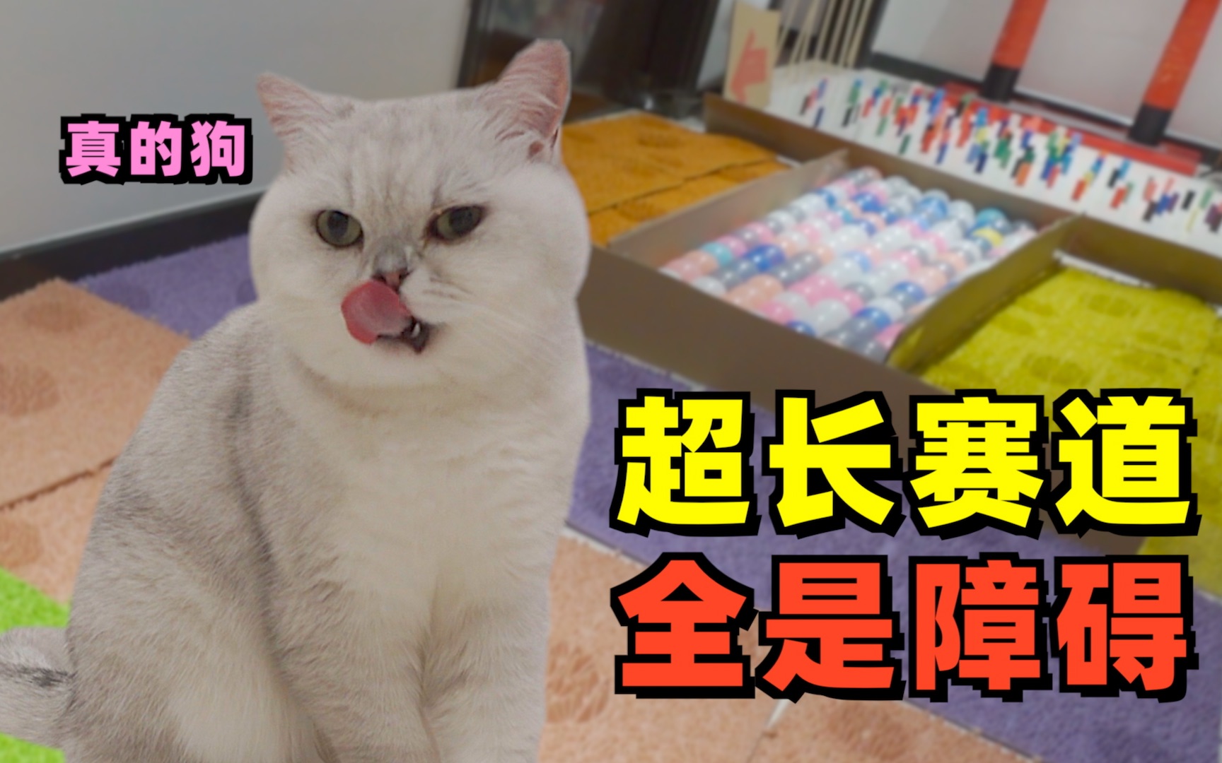 [图]猫咪版“男生女生向前冲”！猫：铲屎的是真的狗！