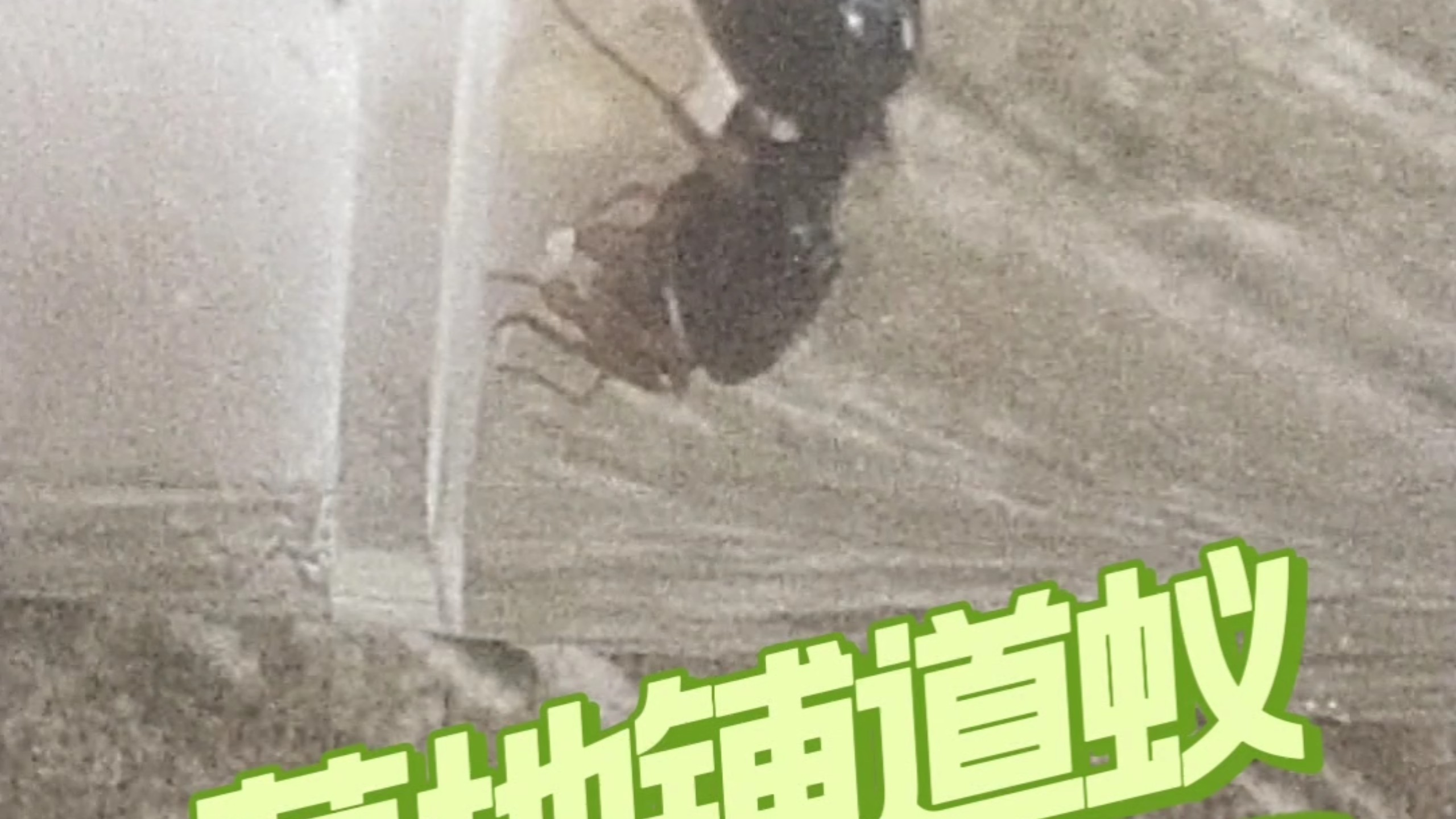 篮球场边上的草地铺道蚁新后