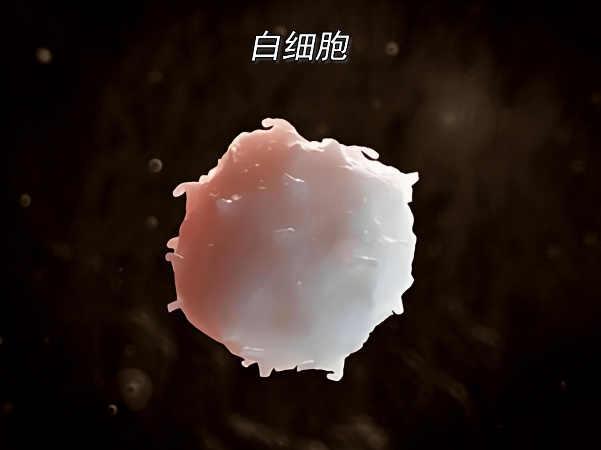 白细胞是身体的守护将军,但你对它的了解又有多少呢?