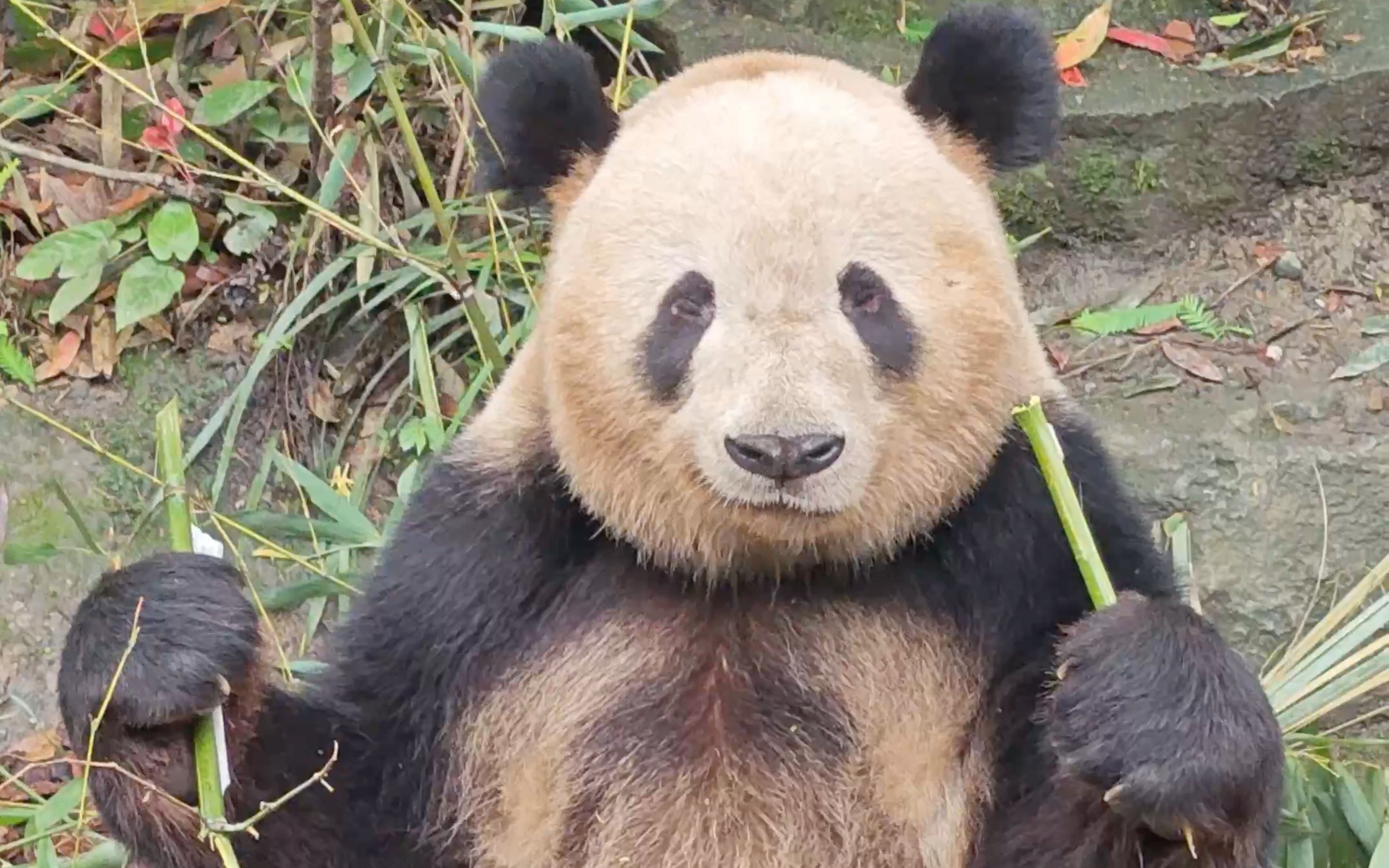 都江堰熊猫基地的大熊猫