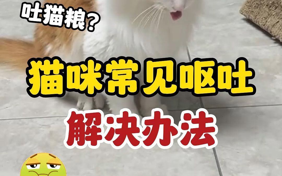 猫咪呕吐不用慌,常见呕吐解决办法#建议收藏哔哩哔哩bilibili