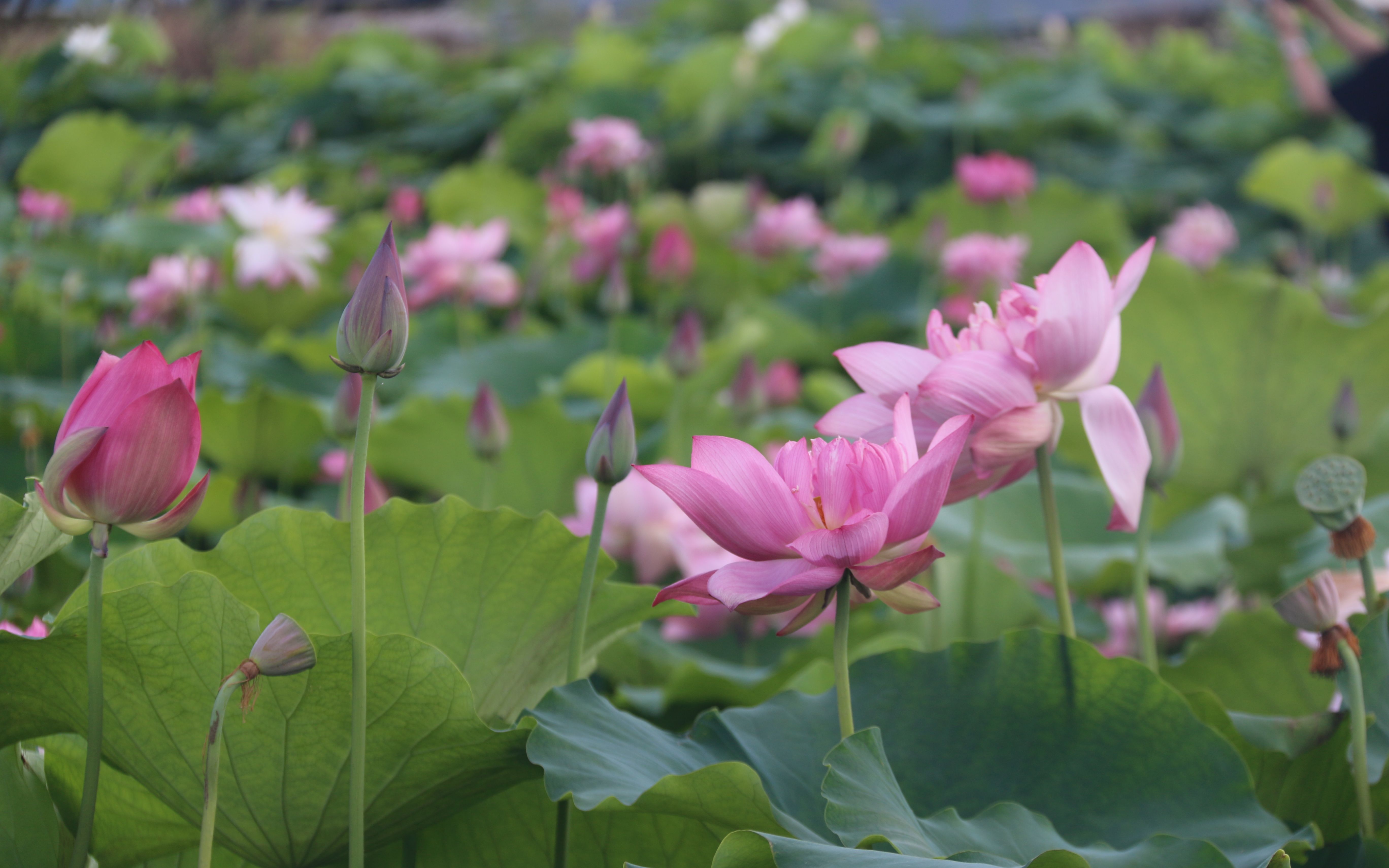 约起来咯第九届覃塘区荷花文化旅游节将于7月28日开幕