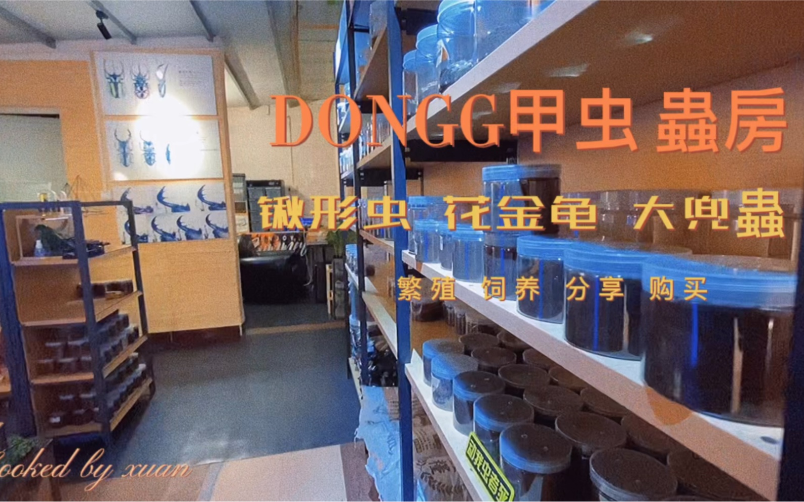 甲虫虫房预览DONGG甲虫哔哩哔哩bilibili