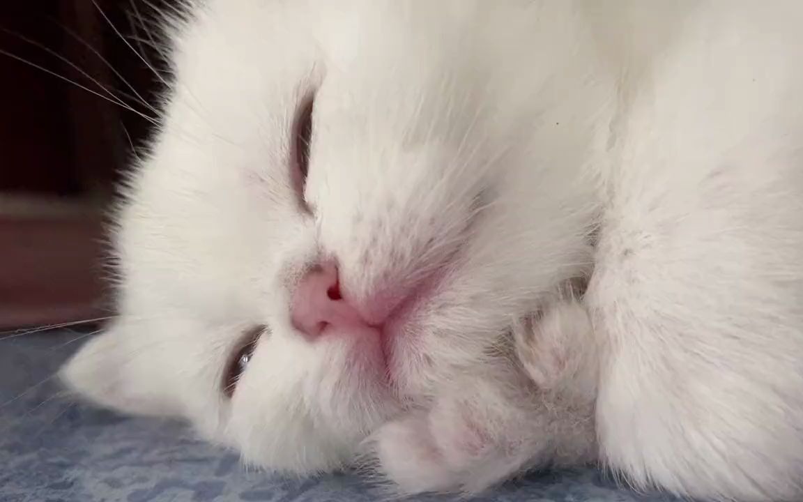 小猫困到睁不开眼