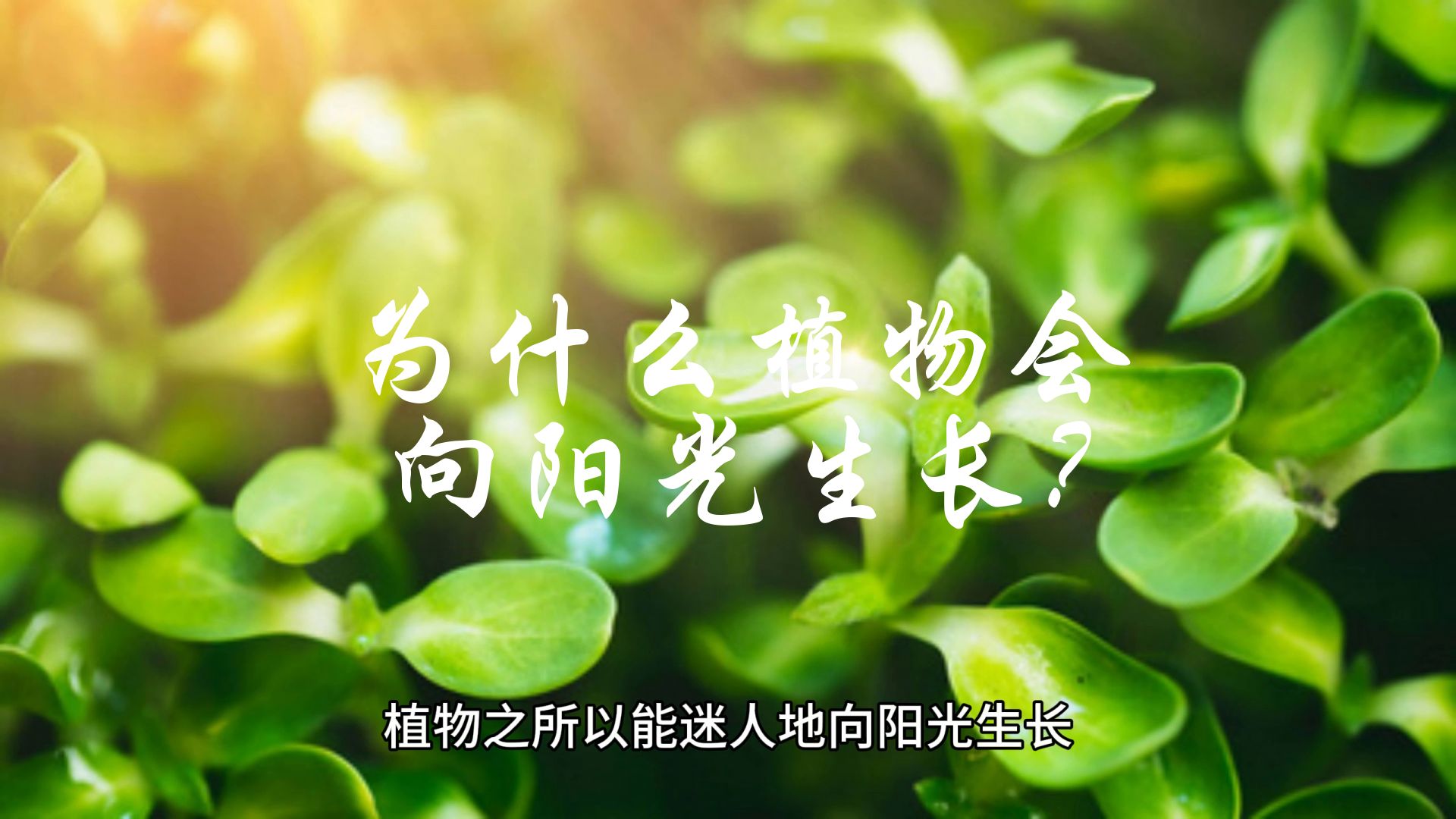 为什么植物会向阳光生长?