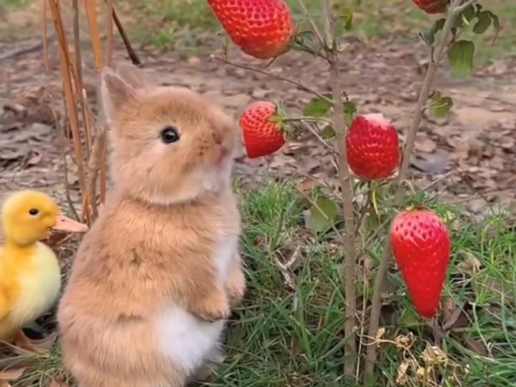 奇奇怪怪可可爱爱,小兔子吃草莓