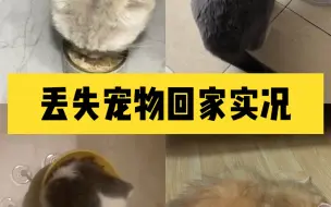 Download Video: 跑丢猫咪回家后第一件事是干什么？