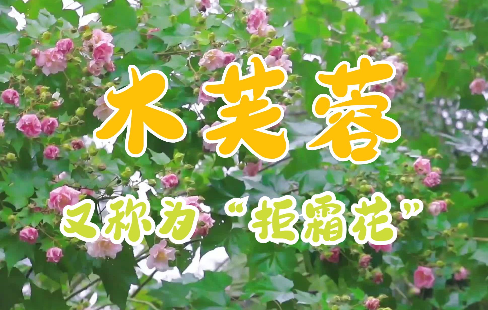 [图]花卉之美 | 木芙蓉 | 城头尽种木芙蓉，秋日盛开似锦绣