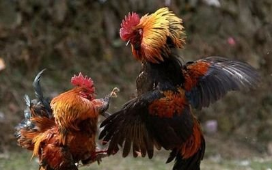 标题建议改成菜鸡互啄