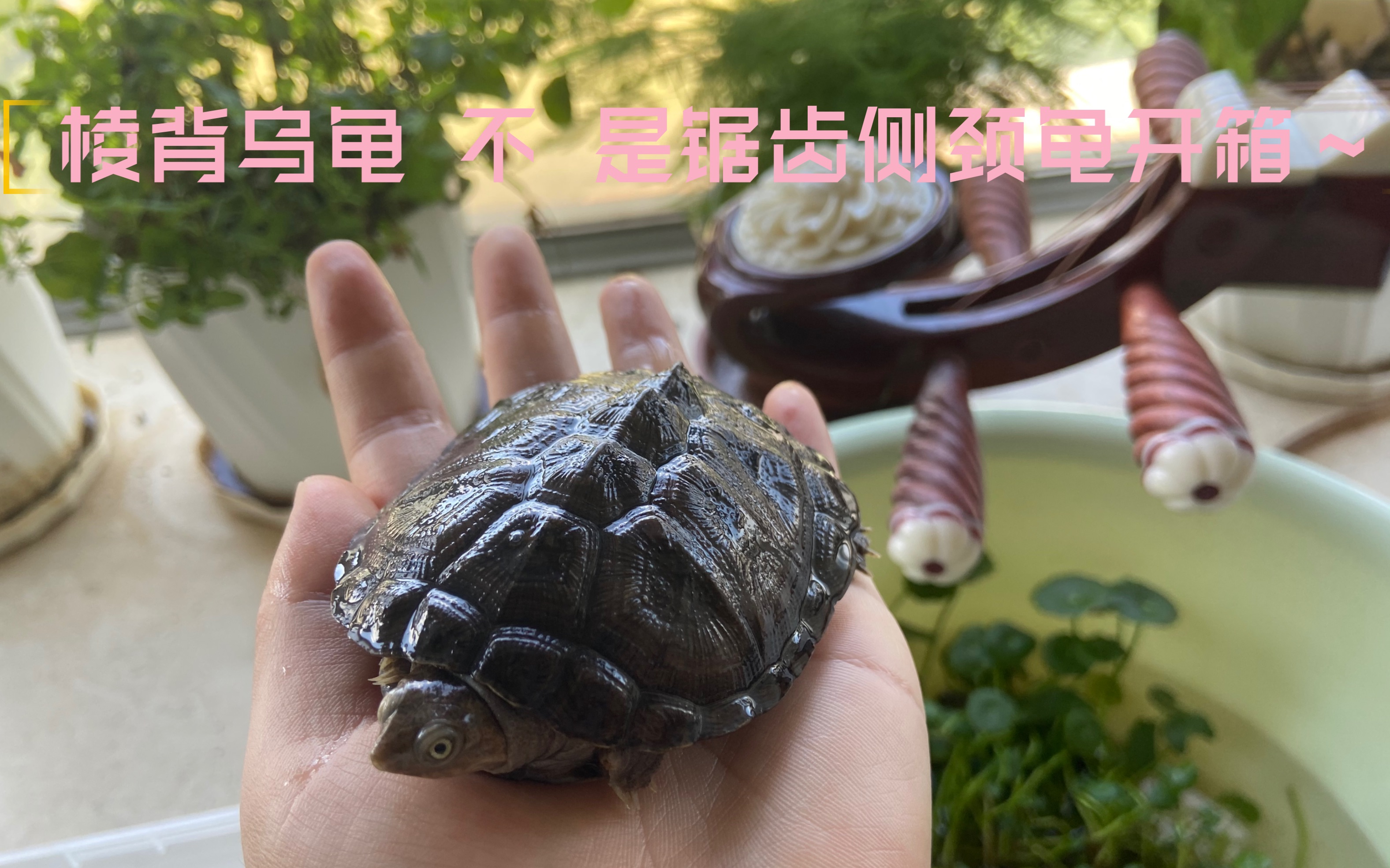 乌龟 锯齿侧颈龟开箱