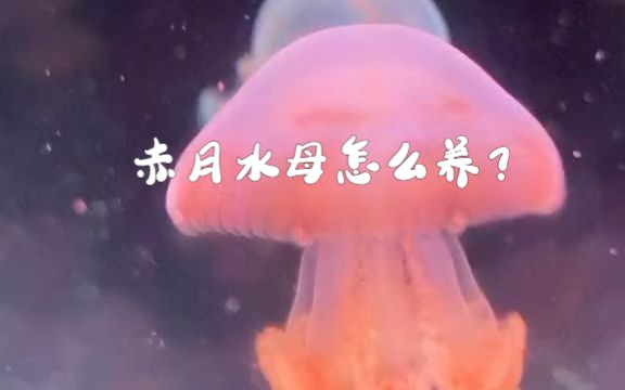 赤月水母怎么养?哔哩哔哩bilibili