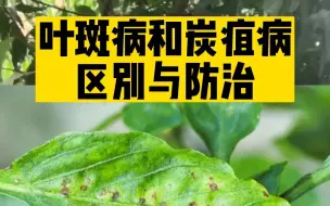 Descargar video: 叶斑病和炭疽病区别与防治