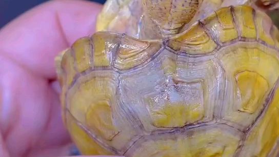 24k纯金尤卡坦箱龟豹子头 行走的黄金 微错甲150克 仅售12000