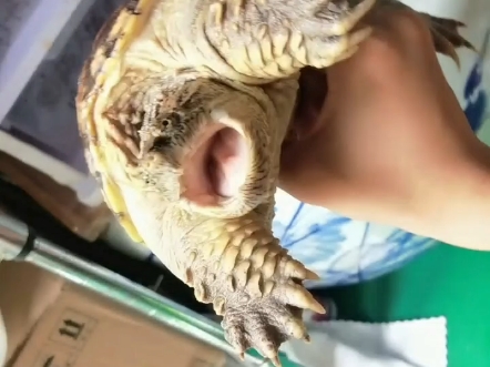 凶猛的佛州拟鳄龟.