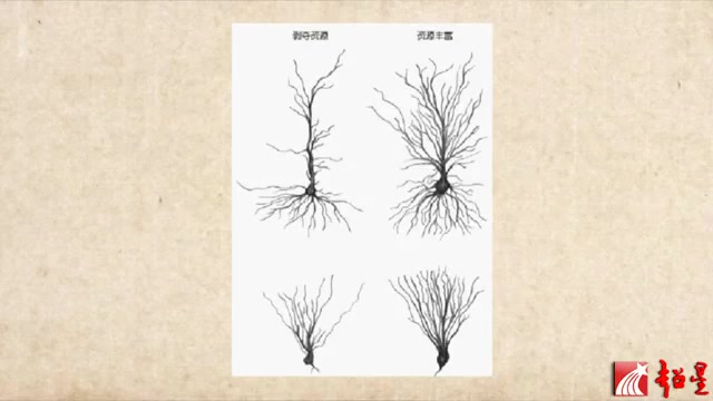 进化的大脑与偶成的意识 沈颖哔哩哔哩bilibili