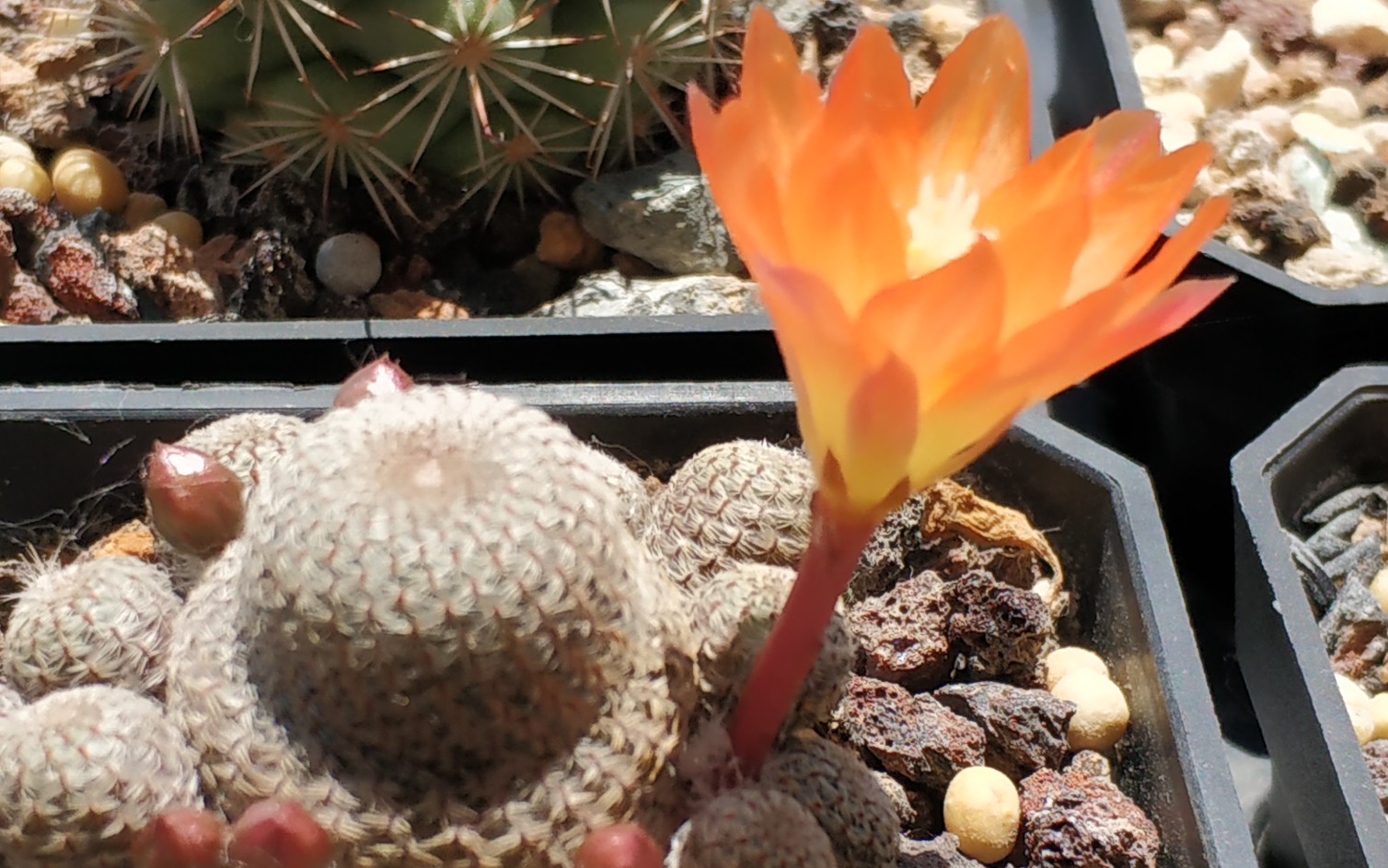 养了个球:仙人球橙宝山09期