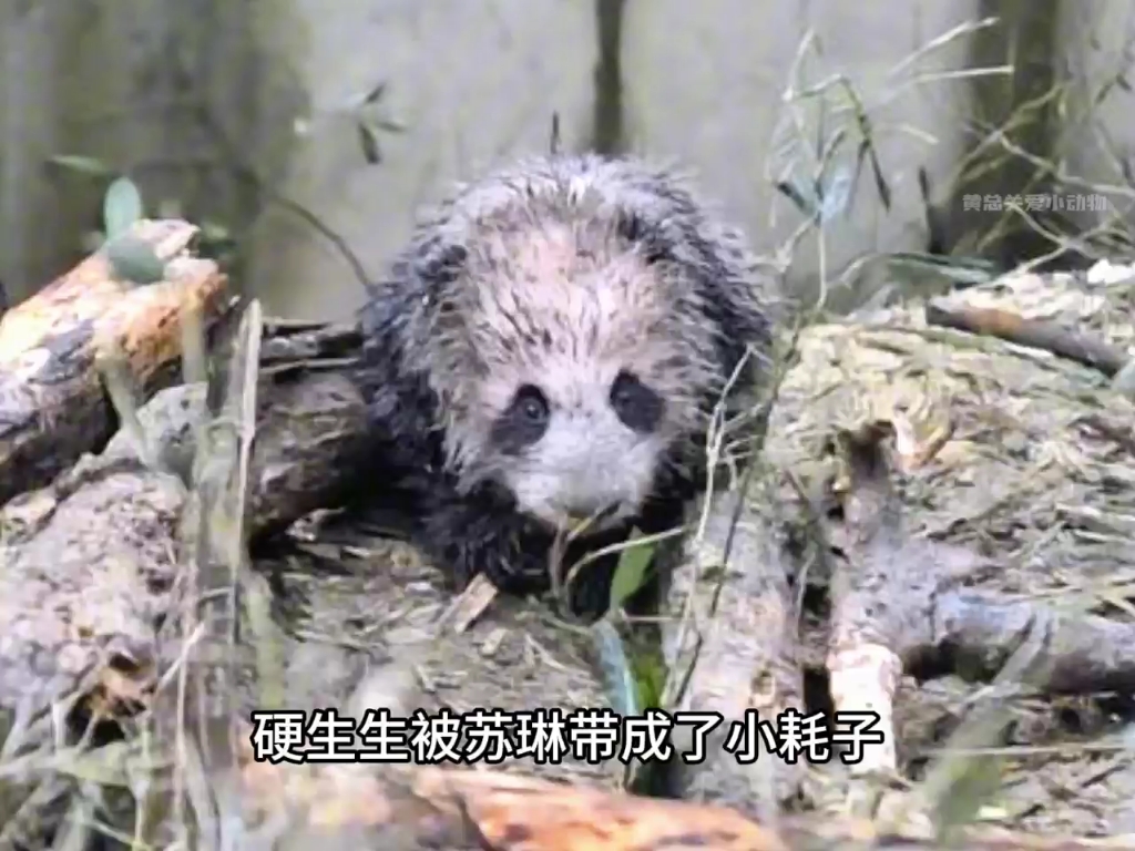 大熊猫苏琳逼哭整个野培团队,凭借一熊之力戏耍基地工作人员.整个高高家族被拉入野培黑名单.#大熊猫苏琳 #大熊猫珍珍 #国宝哔哩哔哩bilibili