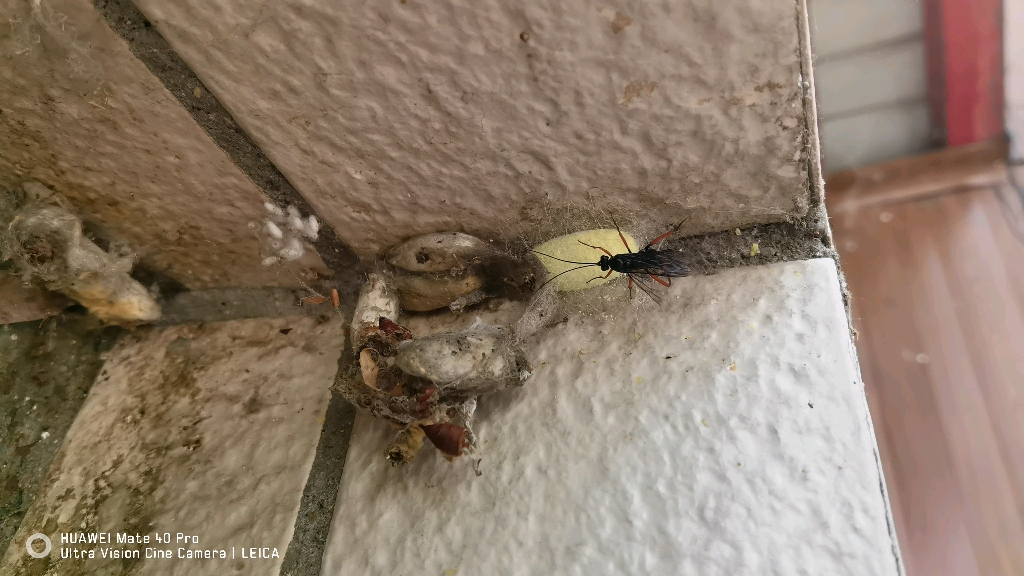 姬蜂在天幕毛虫茧里产卵_哔哩哔哩_bilibili