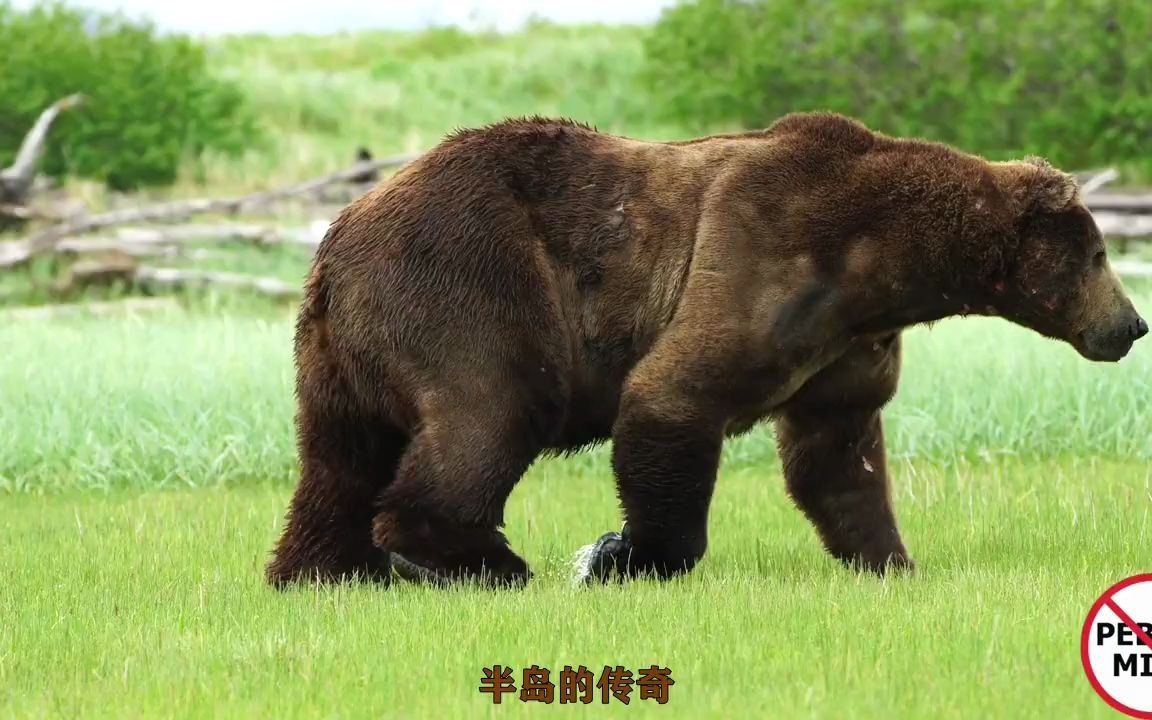 【半岛巨熊】壮年期680公斤的传奇熊王