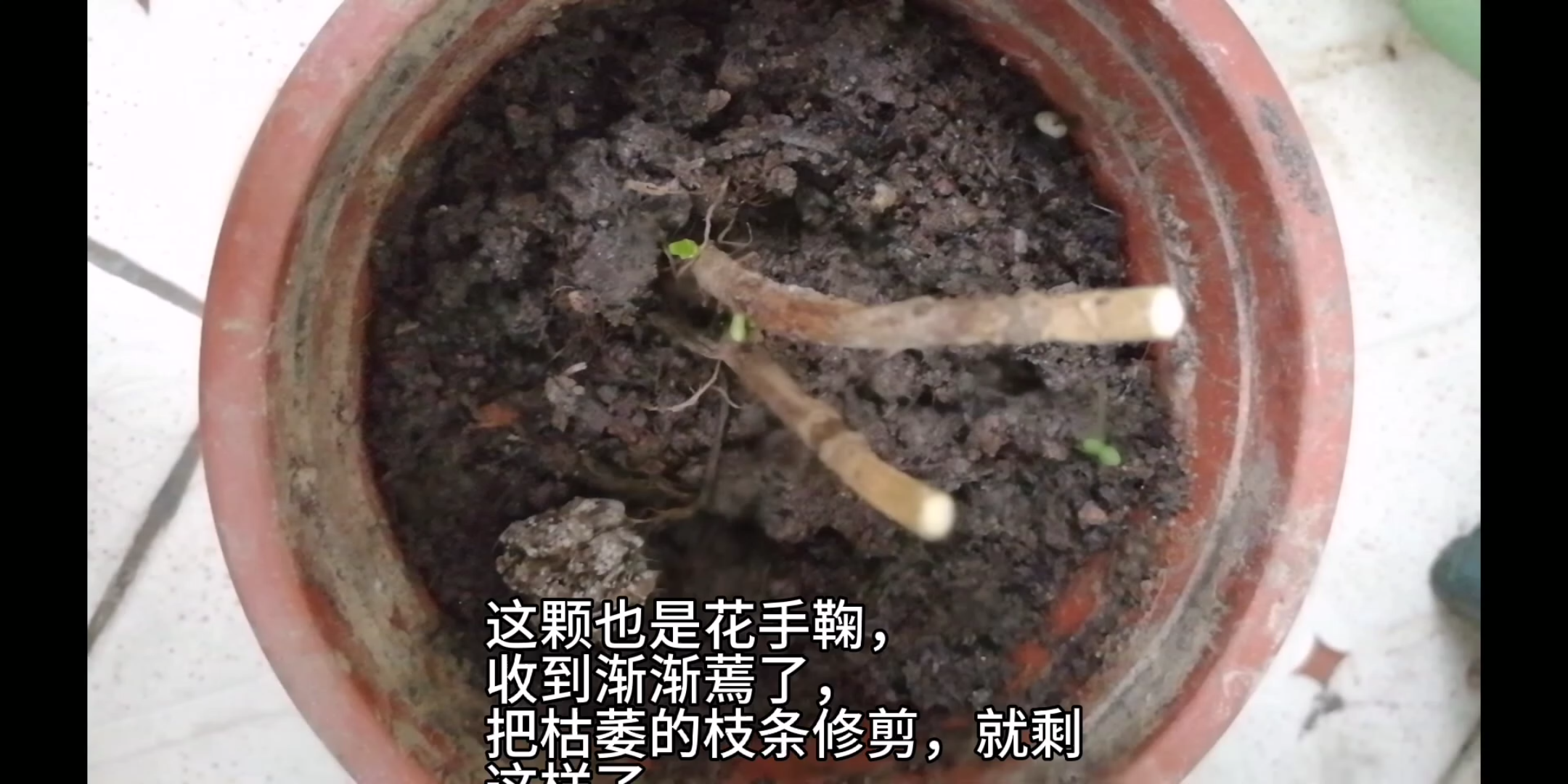 一颗快枯的花手鞠,修剪过枝条后冒叶子了,绣球花花手鞠!