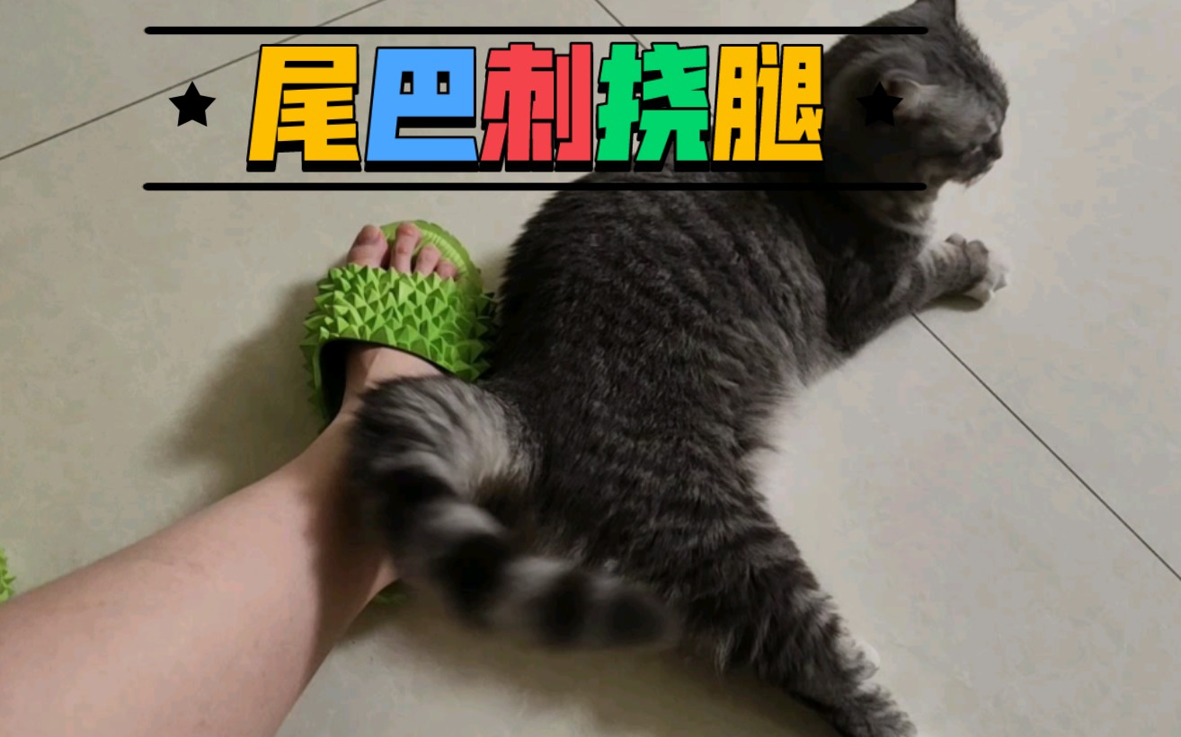 撩人猫尾巴,在线撩拨