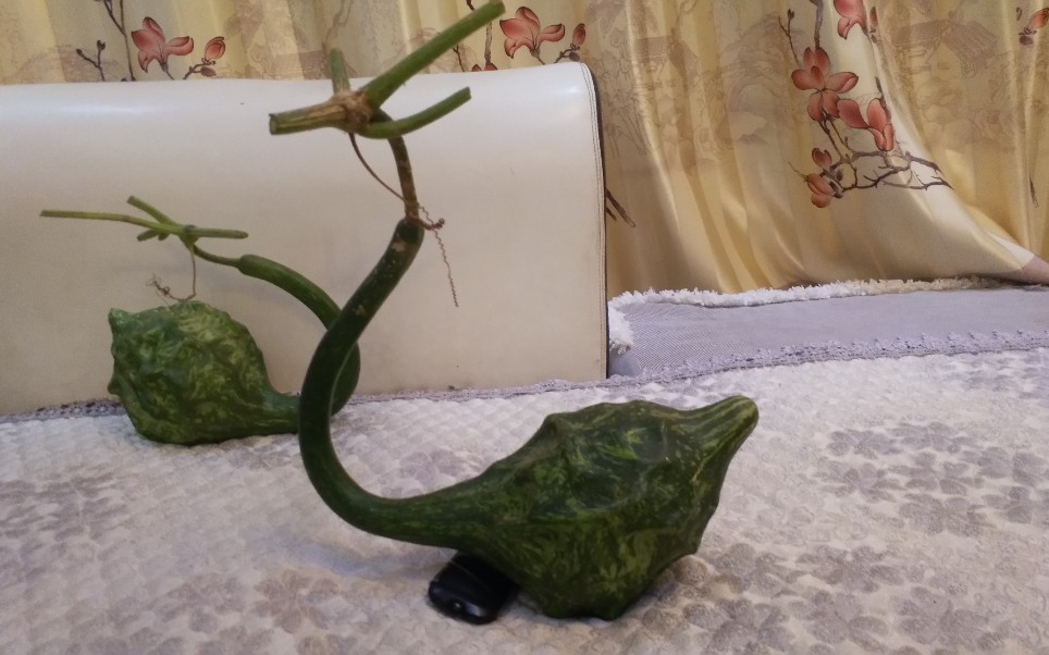 摘葫芦了  发现比较好玩的两个精品  鹤首葫芦