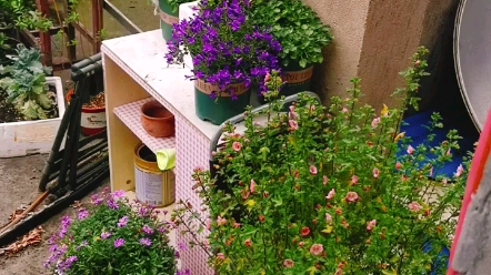 新手种花,不大不小的楼顶,怎么改造才能充分利用?