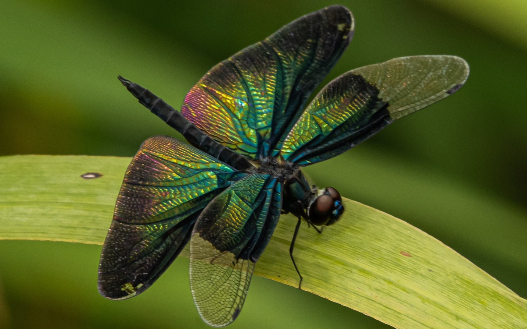 活动  【黑丽翅蜻】好炫彩的蜻蜓