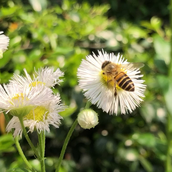 [图]bee busy