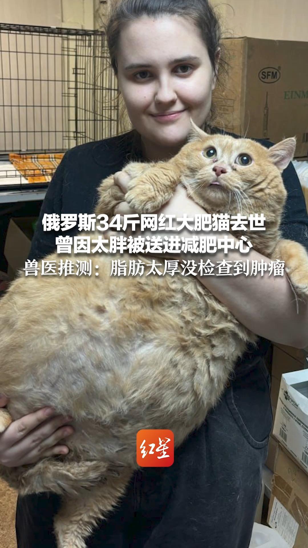 俄罗斯34斤网红大肥猫去世 曾因太胖被送进减肥中心 兽医推测:脂肪太厚没检查到肿瘤哔哩哔哩bilibili