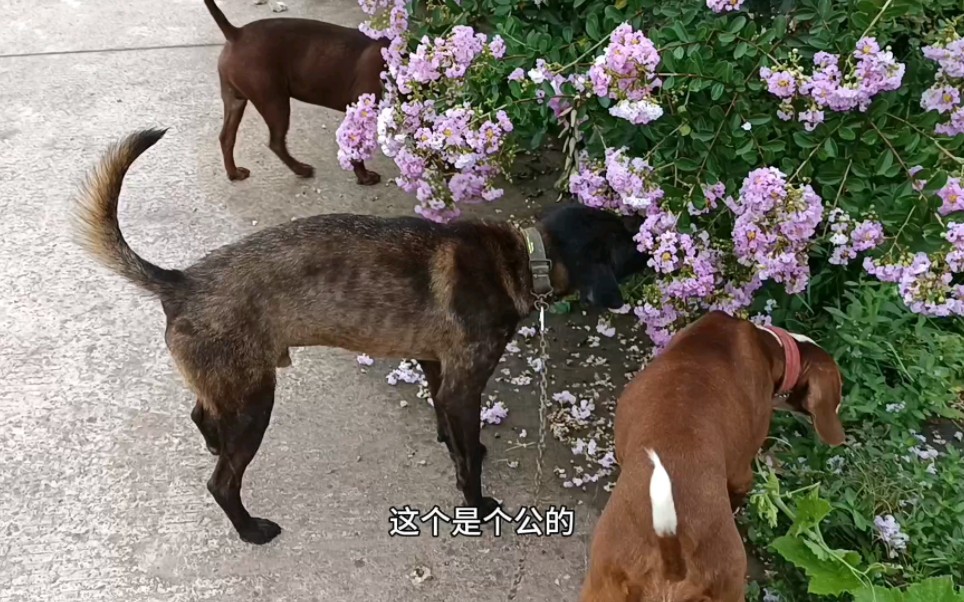 发二只凉山猎犬到新家去,二只狗装一个笼子不吵不闹的.哔哩哔哩bilibili