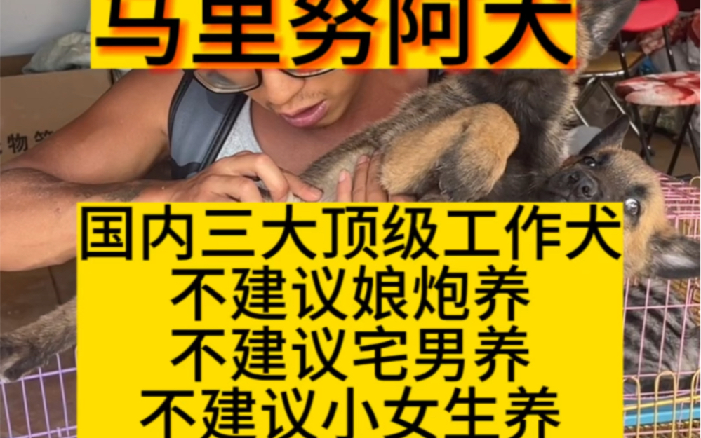 马里努阿犬,工作犬,护卫犬,搜救犬,防爆犬.服从性高,兴奋度高.容易训练.出产量高.哔哩哔哩bilibili