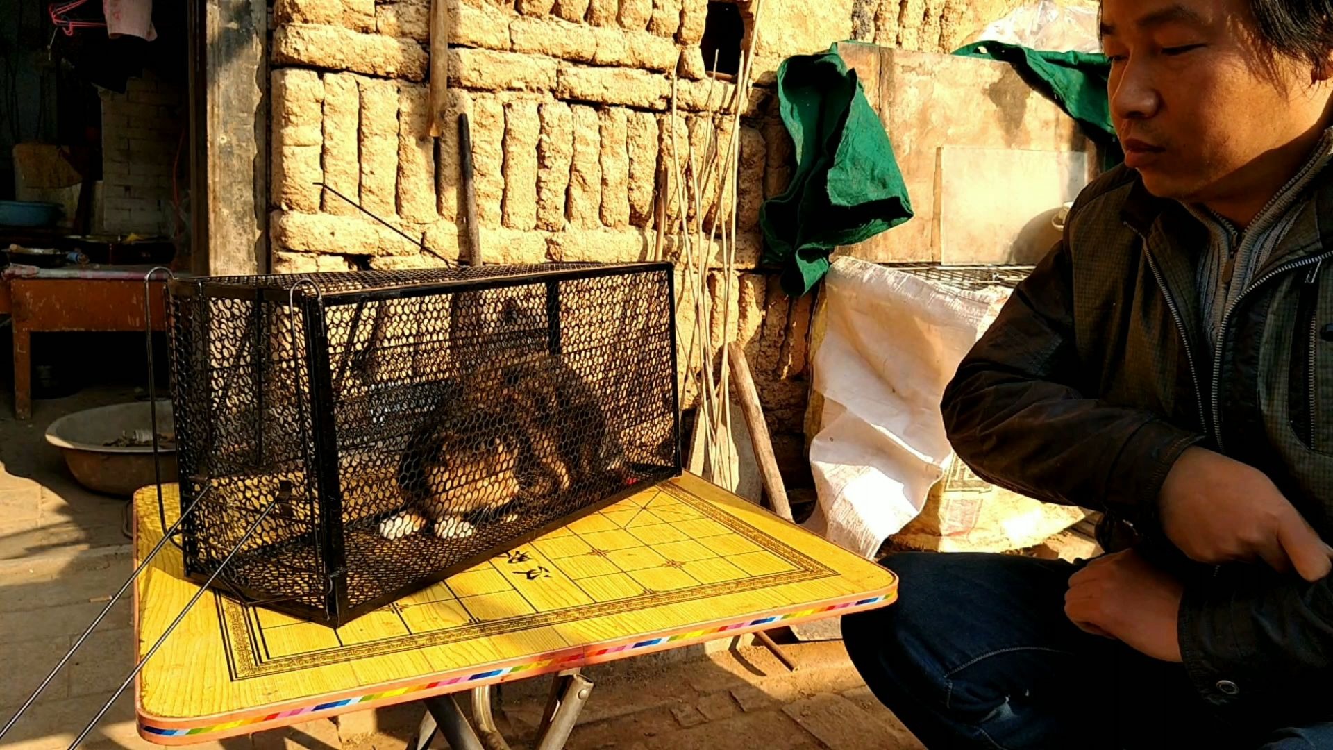 偷鸡的野猫捉住了好不容易养的土鸡被它吃了看我怎么处理它