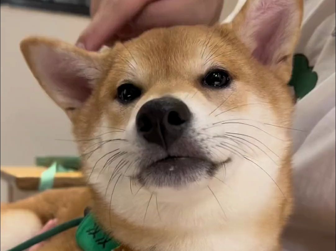 可以rua耳朵的柴犬也太可爱了吧!