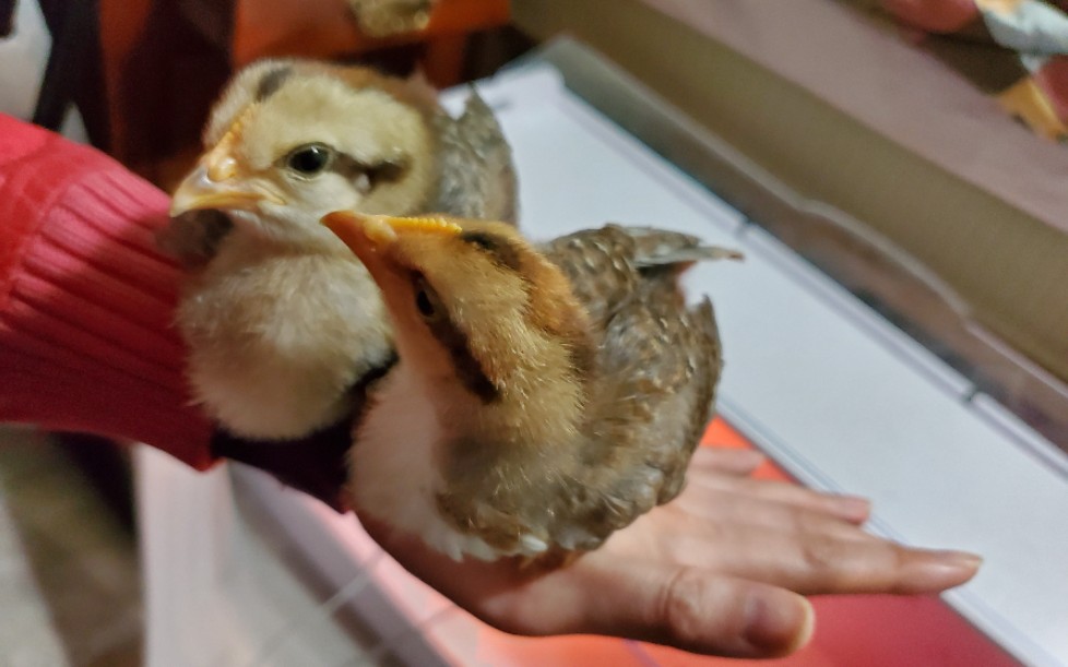 icelandic小飞鸡1_哔哩哔哩 (゜-゜)つロ 干杯~-bilibili