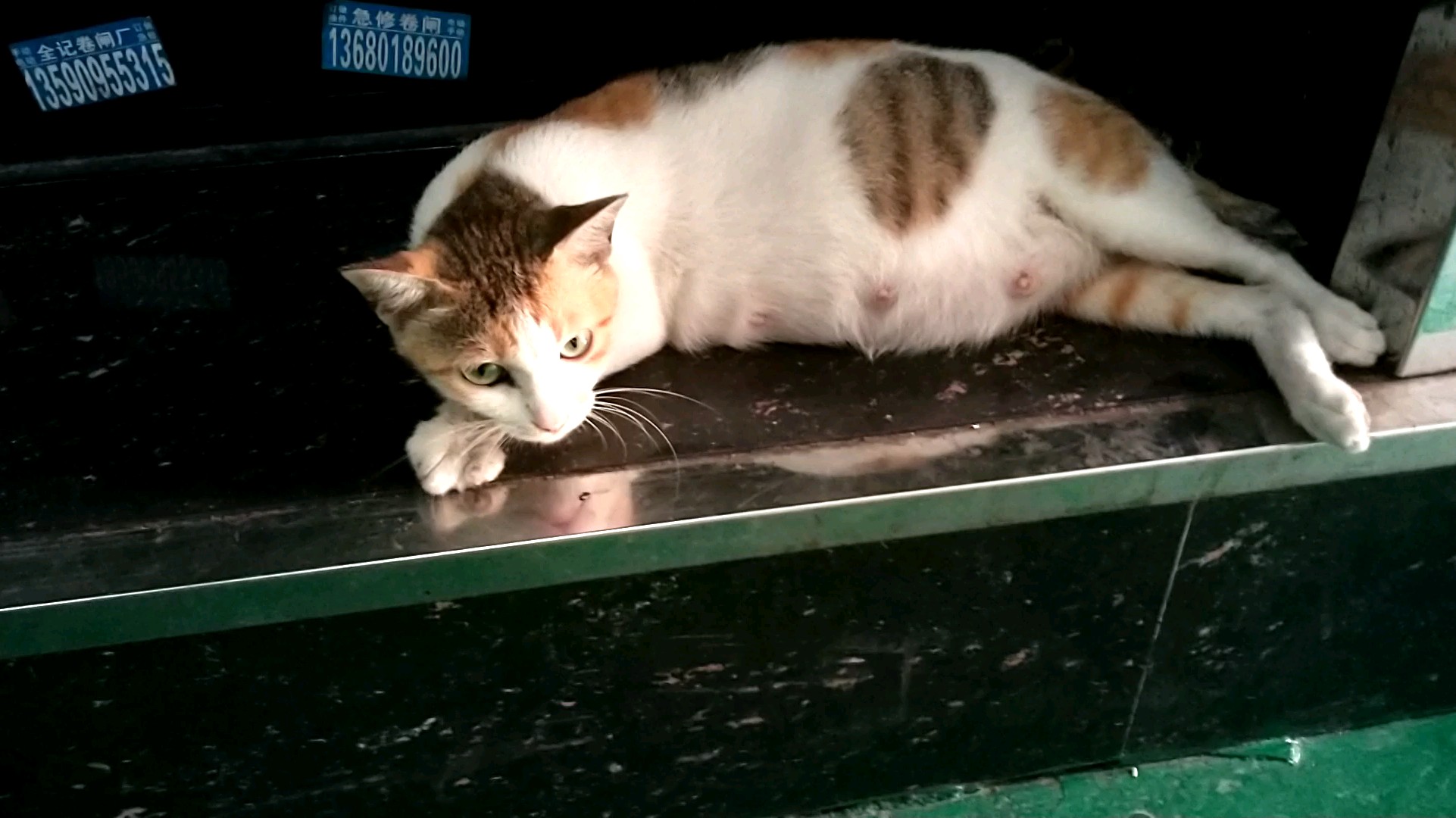 大肚子母猫注意画面感人