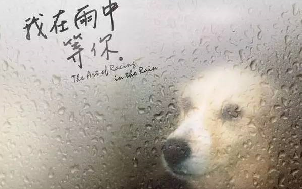 [图]【治愈/我在雨中等你】关于一只狗一生的故事。