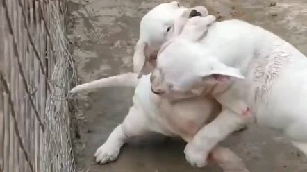 [图]杜高犬猎犬之王，男人的最爱