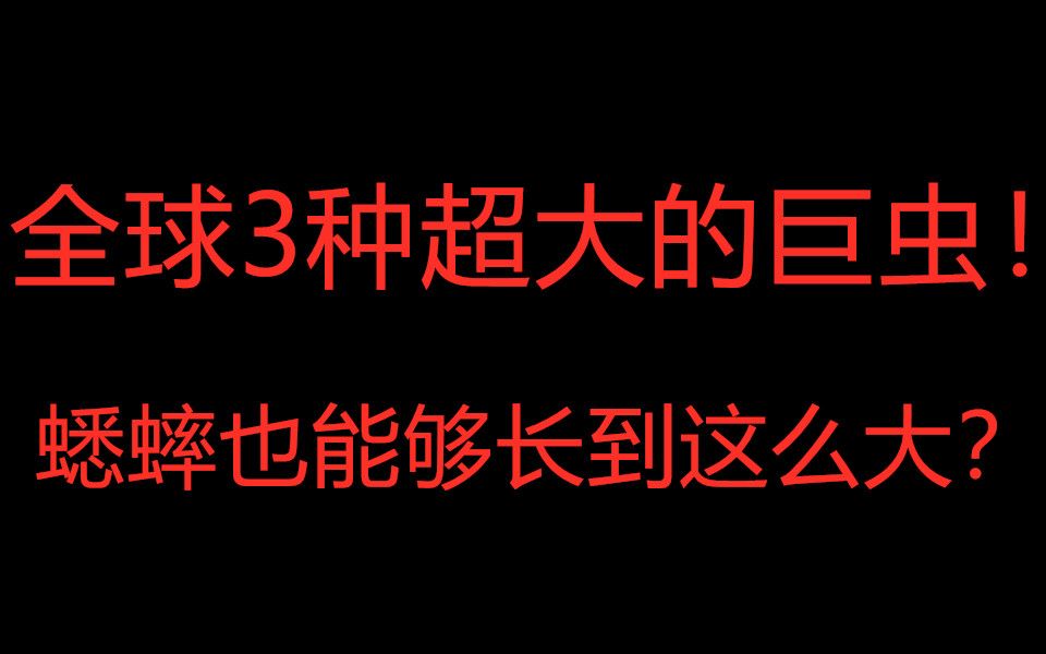 全球3种超大的巨虫!蟋蟀也能够长到这么大?哔哩哔哩bilibili