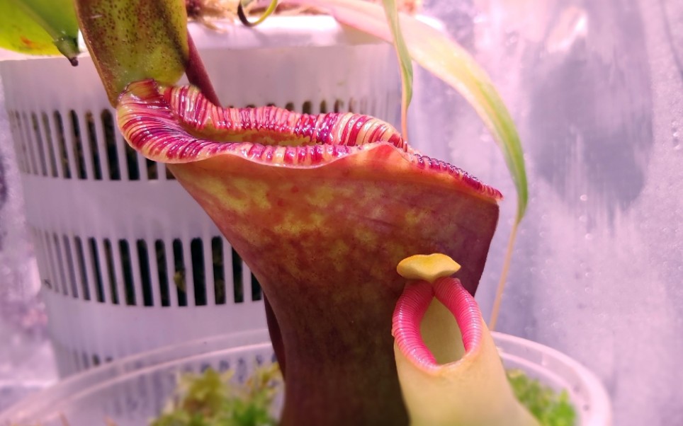 奶油葫芦猪笼草