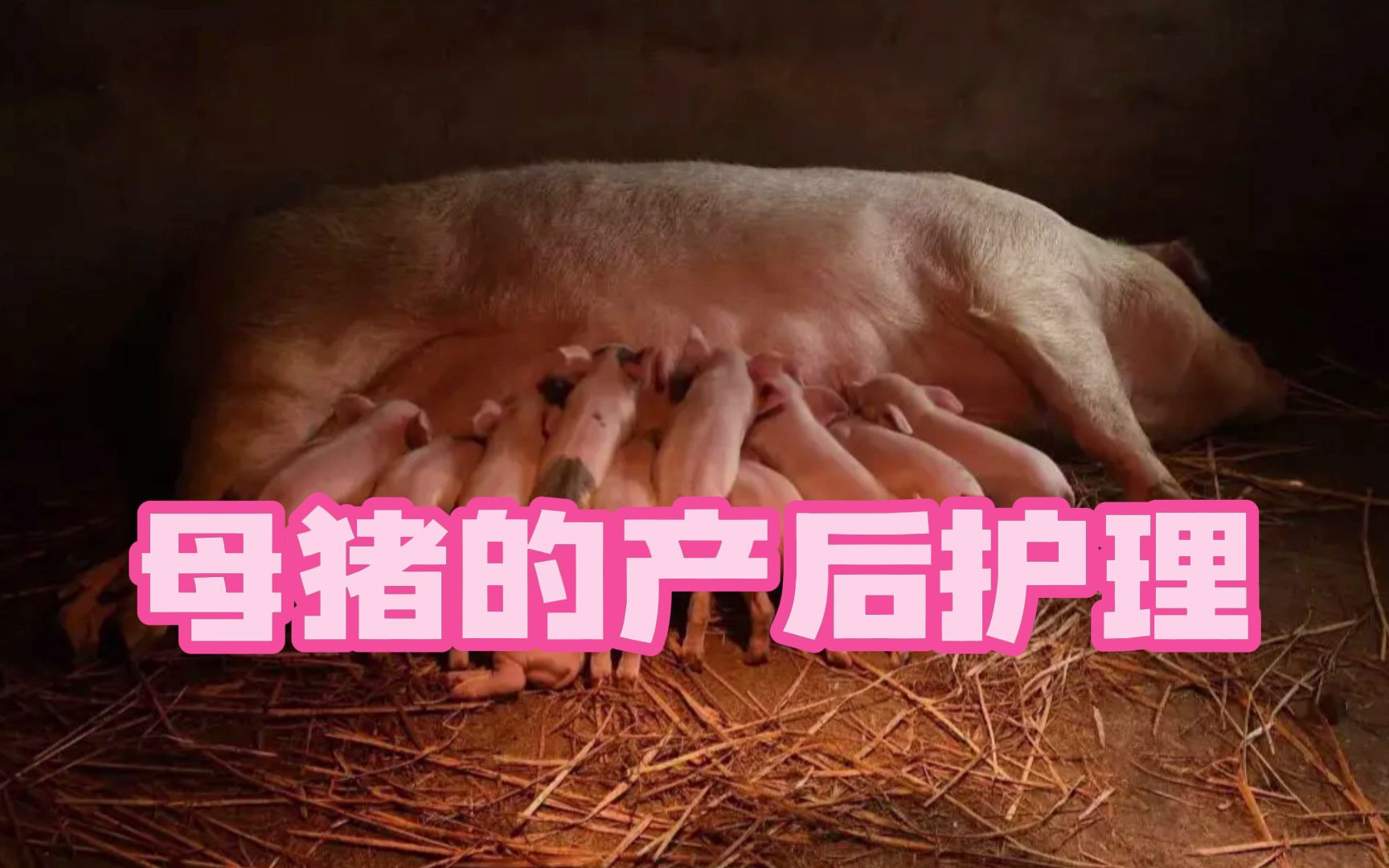 母猪的产后护理什么梗图片