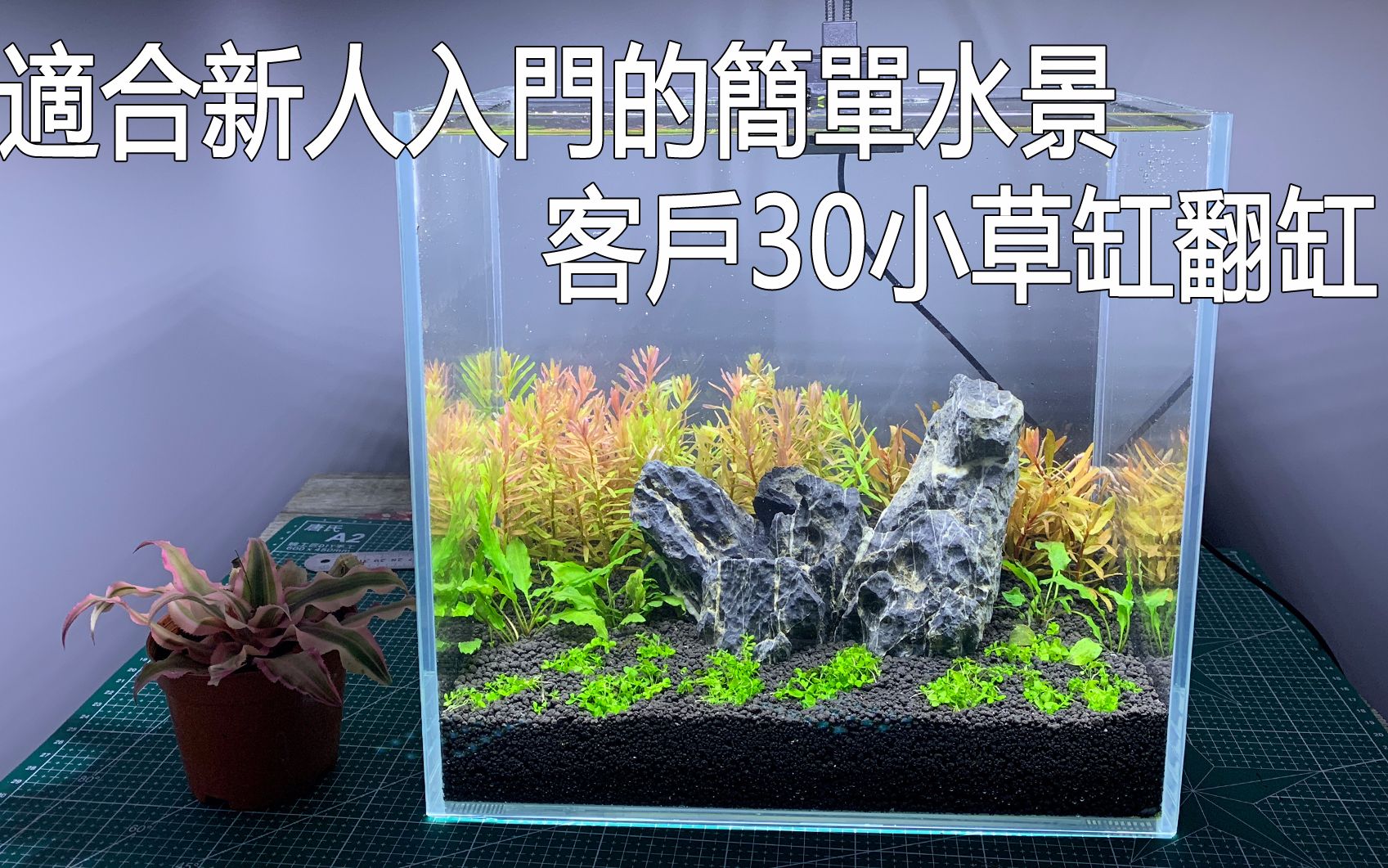 适合新人入门的简单水景,客户30小草缸翻缸哔哩哔哩bilibili