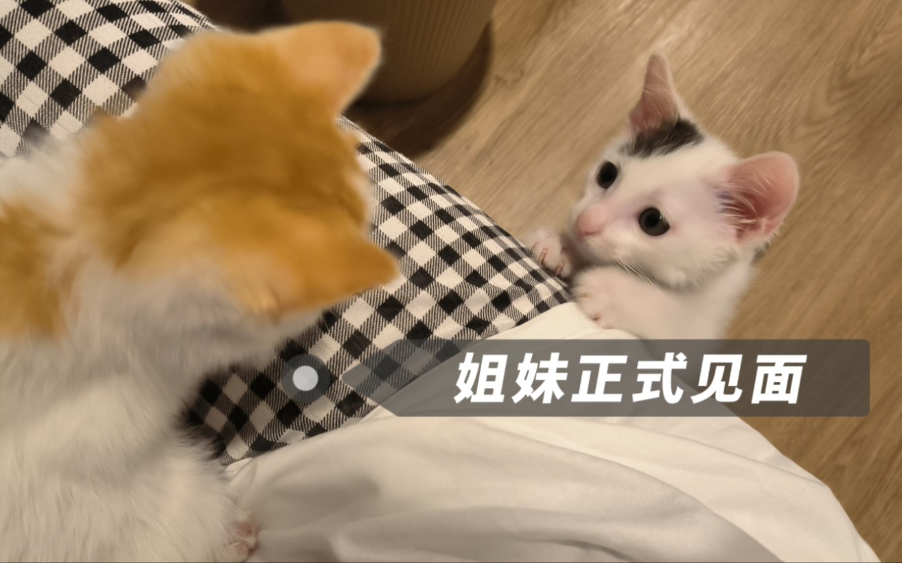 【皮皮猫的日常|猫猫初见 公主们的暖心时刻】哔哩哔哩bilibili