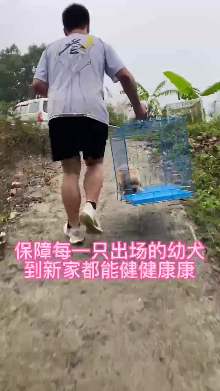 广州正规犬舍狗场推荐,广州天河区的朋友来犬舍挑选金毛跟比熊犬哔哩哔哩bilibili