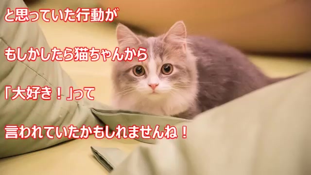 【暗中观察】可爱的猫咪视频合集哔哩哔哩bilibili