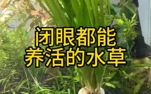 Download Video: 养鱼新手闭眼都能养活的水草